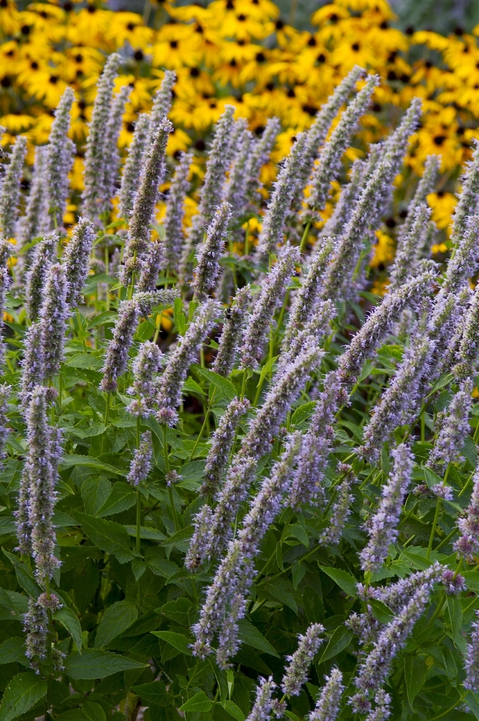 Anise Hyssop - Agastache 'Blue Fortune' from KG Kelly's Gardens Anise Hyssop - Agastache 'Blue Fortune' from KG Kelly's Gardens