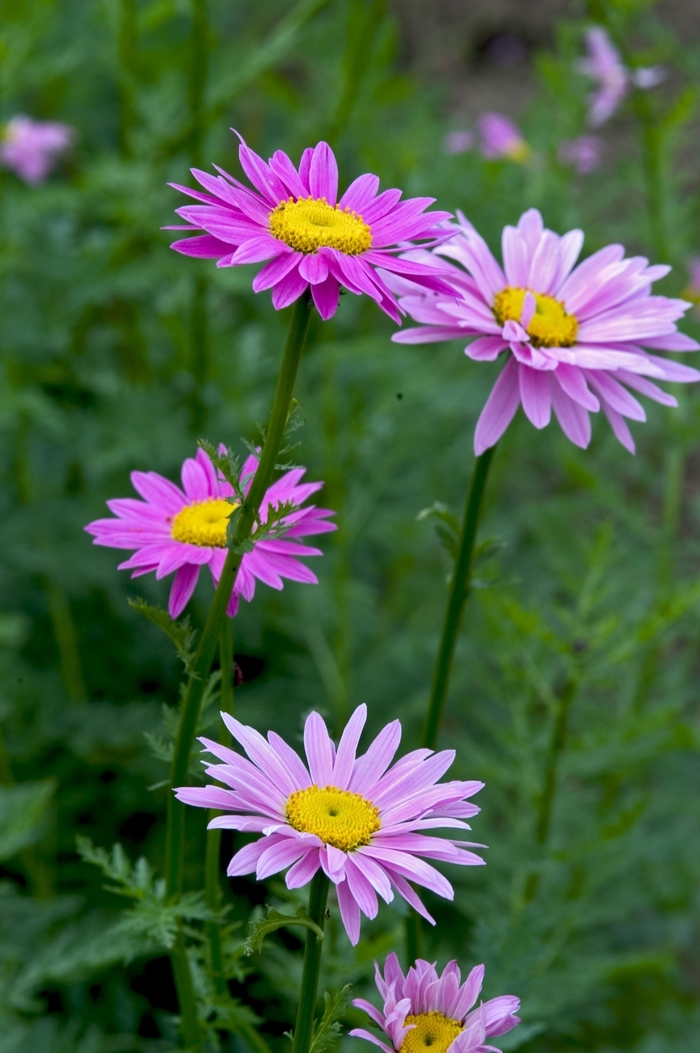 Pyrethrum - Tanacetum coccinium 'Robinson's Rose' from KG Kelly's Gardens Pyrethrum - Tanacetum coccinium 'Robinson's Rose' from KG Kelly's Gardens