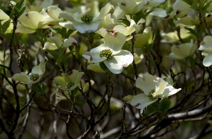 Flowering Dogwood - Cornus from KG Kelly's Gardens Flowering Dogwood - Cornus from KG Kelly's Gardens