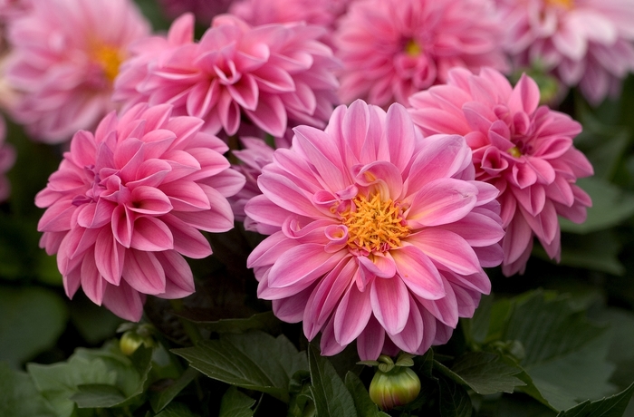 Dahlia - Dahlia from KG Kelly's Gardens Dahlia - Dahlia from KG Kelly's Gardens