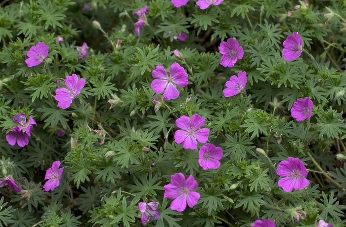 Cranesbill - Geranium 'Alan Bloom' from KG Kelly's Gardens Cranesbill - Geranium 'Alan Bloom' from KG Kelly's Gardens