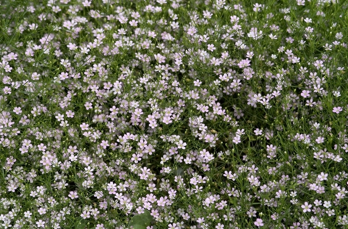 Baby's Breath - Gypsophila muralis 'Garden Bride' from KG Kelly's Gardens Baby's Breath - Gypsophila muralis 'Garden Bride' from KG Kelly's Gardens