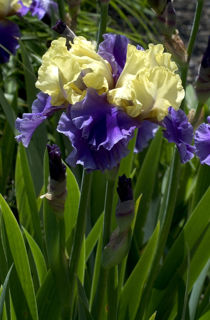 Iris - Iris from KG Kelly's Gardens Iris - Iris from KG Kelly's Gardens