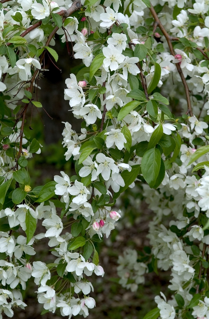 Flowering Crabapple - Malus from KG Kelly's Gardens Flowering Crabapple - Malus from KG Kelly's Gardens