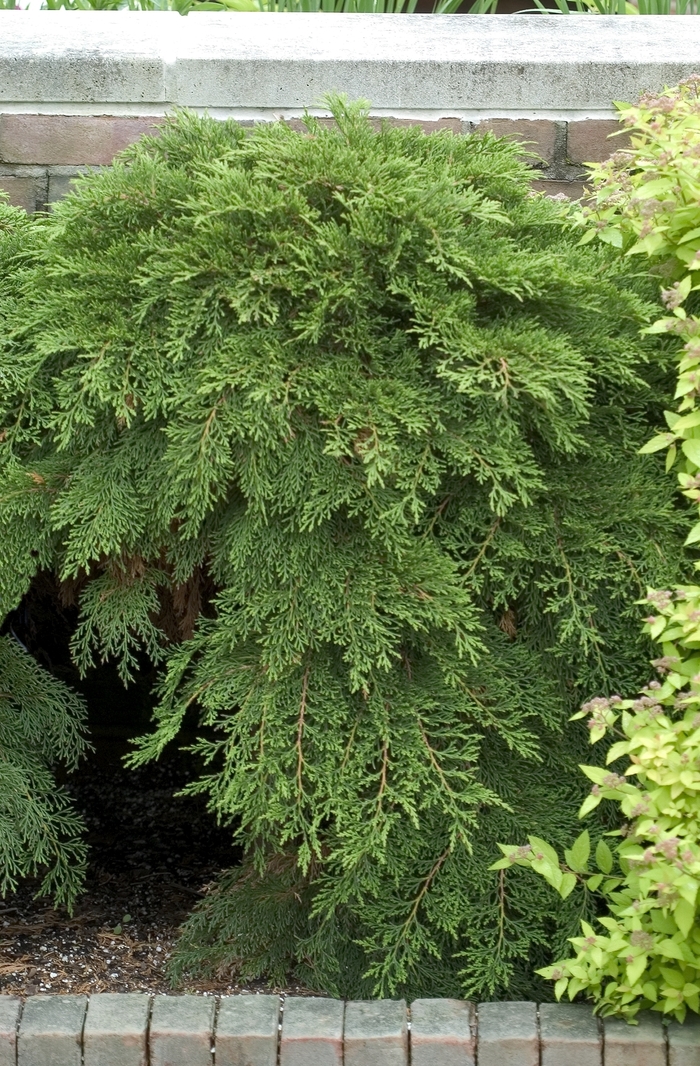 Creeping Siberian Cypress - Microbiota decussata from KG Kelly's Gardens Creeping Siberian Cypress - Microbiota decussata from KG Kelly's Gardens
