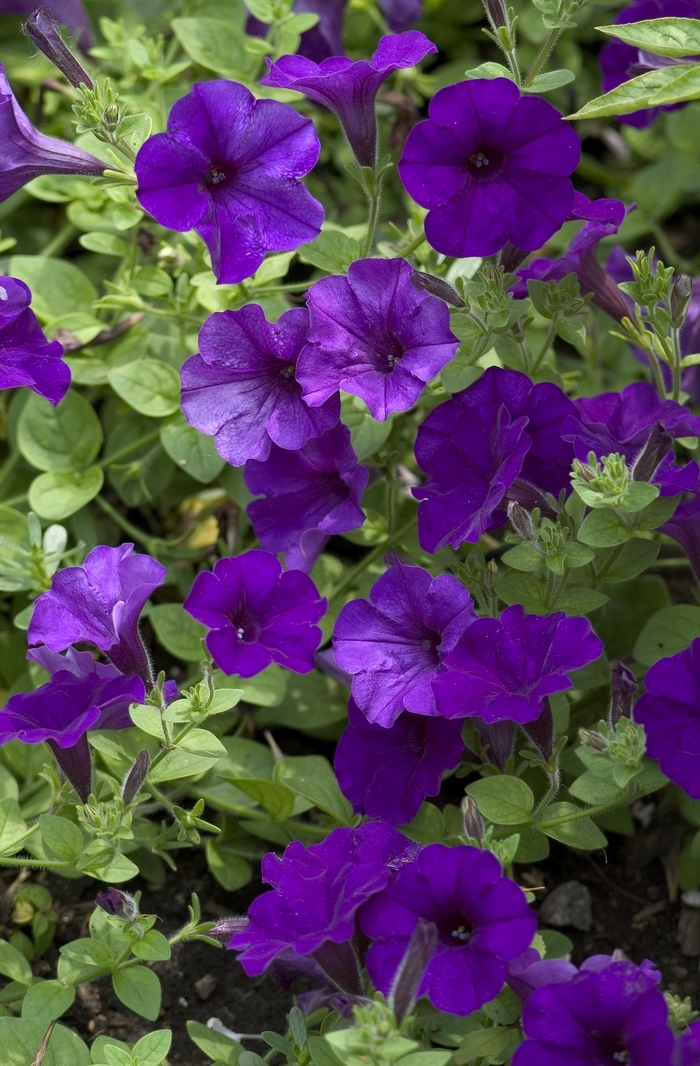 Petunia - Petunia from KG Kelly's Gardens Petunia - Petunia from KG Kelly's Gardens
