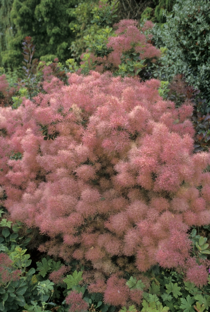 Smokewood - Cotinus from KG Kelly's Gardens Smokewood - Cotinus from KG Kelly's Gardens