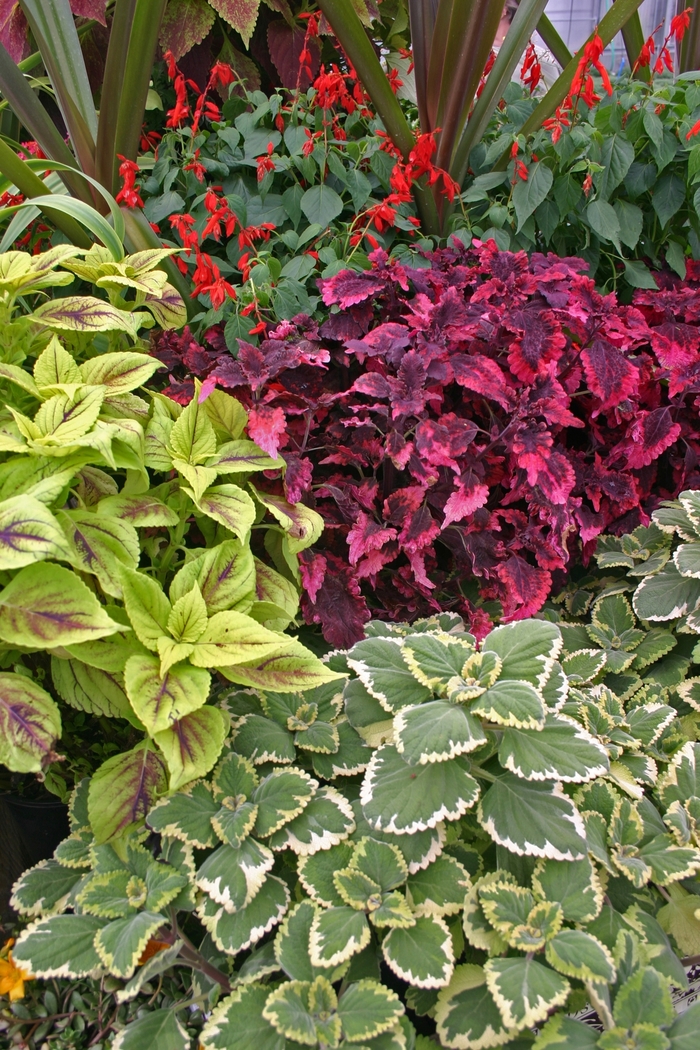 Assorted Coleus - coleus from KG Kelly's Gardens Assorted Coleus - coleus from KG Kelly's Gardens