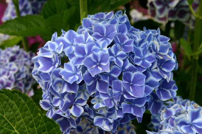 Mophead Hydrangea - Hydrangea macrophylla 'nikko blue' from KG Kelly's Gardens Mophead Hydrangea - Hydrangea macrophylla 'nikko blue' from KG Kelly's Gardens