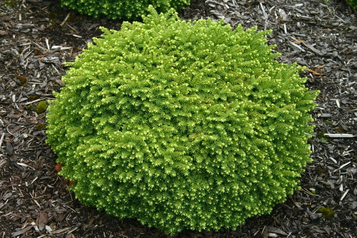 Little Gem Spruce - Picea abies 'Little Gem' from KG Kelly's Gardens Little Gem Spruce - Picea abies 'Little Gem' from KG Kelly's Gardens