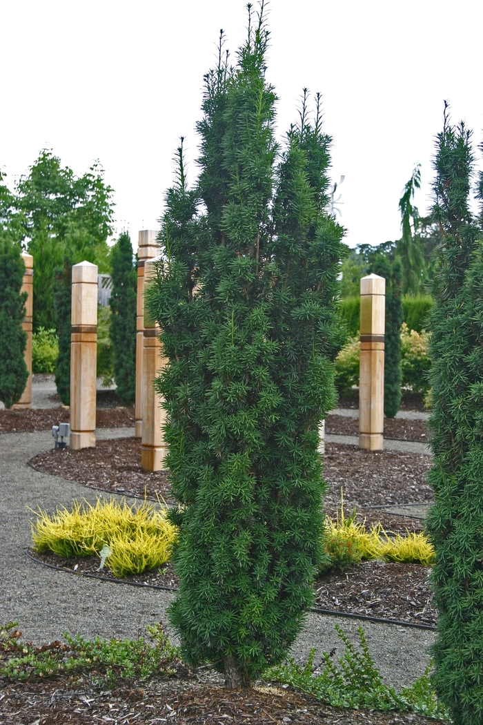 Yew - Taxus from KG Kelly's Gardens Yew - Taxus from KG Kelly's Gardens