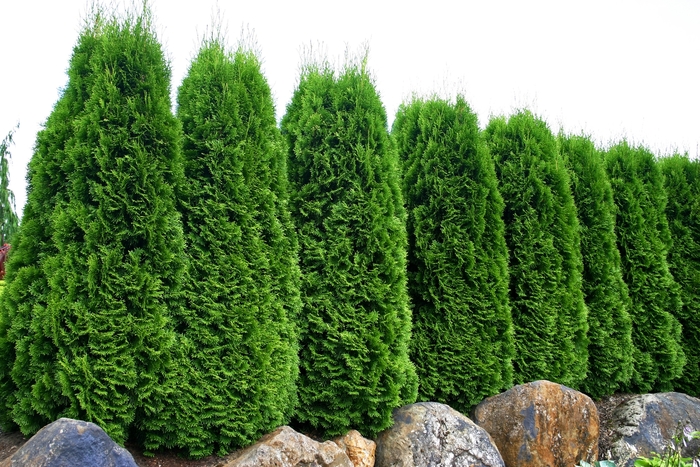 Emerald Arborvitae - Thuja occidentalis 'Emerald' from KG Kelly's Gardens Emerald Arborvitae - Thuja occidentalis 'Emerald' from KG Kelly's Gardens