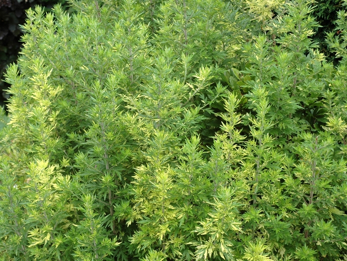 Common Wormwood - Artemisia vulgaris 'Oriental Limelight' from KG Kelly's Gardens Common Wormwood - Artemisia vulgaris 'Oriental Limelight' from KG Kelly's Gardens