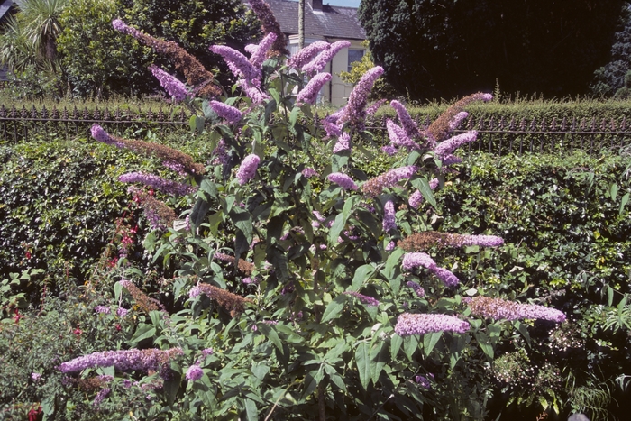 Common Butterfly Bush - Buddleia davidii from KG Kelly's Gardens Common Butterfly Bush - Buddleia davidii from KG Kelly's Gardens