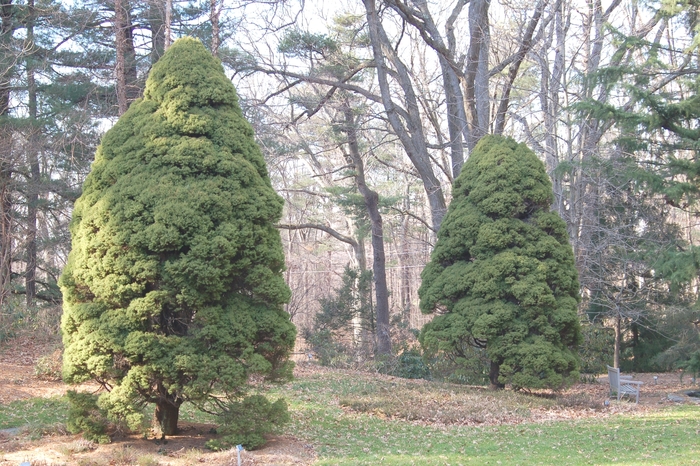 Dwarf Alberta Spruce - Picea glauca 'var. conica' from KG Kelly's Gardens Dwarf Alberta Spruce - Picea glauca 'var. conica' from KG Kelly's Gardens