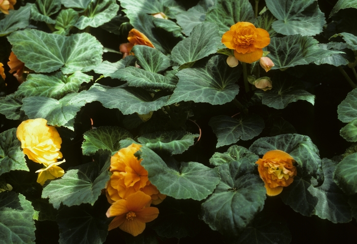 Tuberous Begonia - Begonia tuberosa from KG Kelly's Gardens Tuberous Begonia - Begonia tuberosa from KG Kelly's Gardens