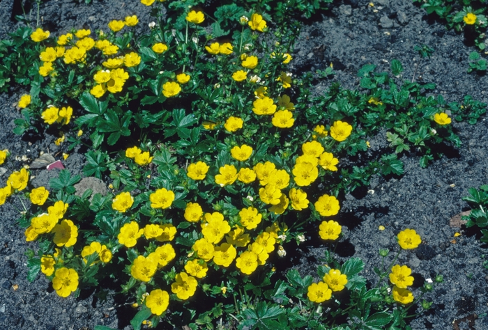 Potentilla - Potentilla alba from KG Kelly's Gardens Potentilla - Potentilla alba from KG Kelly's Gardens
