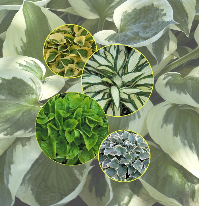 Hosta - Multiple Varieties from KG Kelly's Gardens Hosta - Multiple Varieties from KG Kelly's Gardens