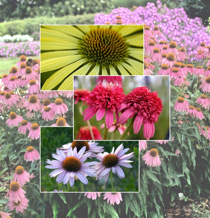 Echinacea - Coneflower - Multiple Varieties from KG Kelly's Gardens Echinacea - Coneflower - Multiple Varieties from KG Kelly's Gardens