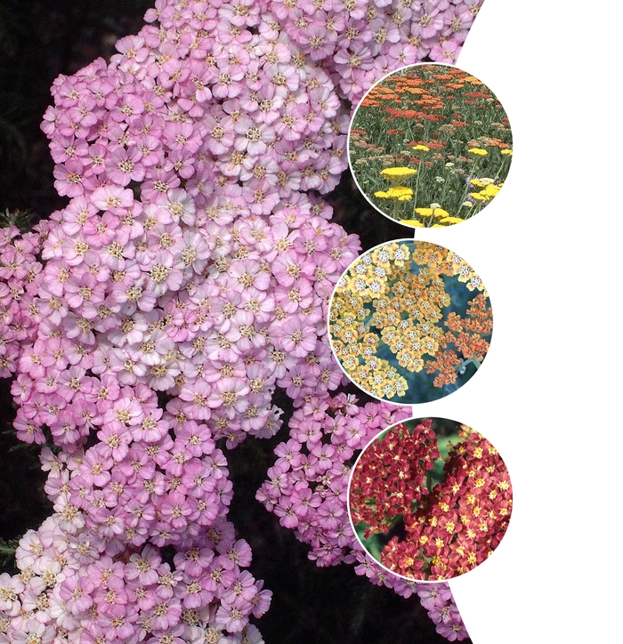 Achillea - Yarrow - Multiple Varieties from KG Kelly's Gardens Achillea - Yarrow - Multiple Varieties from KG Kelly's Gardens
