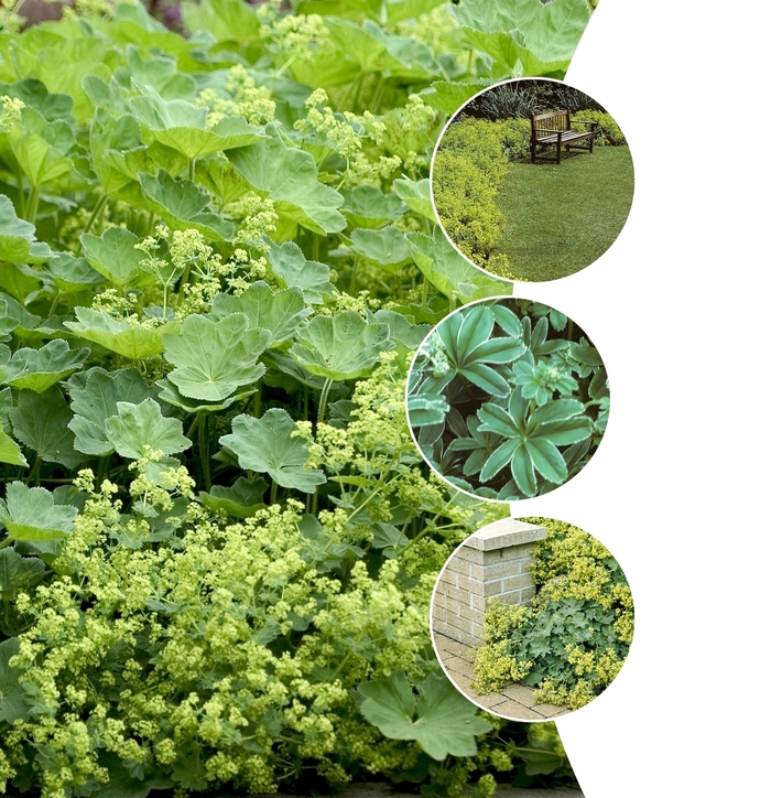 Alchemilla - Lady's Mantle - Multiple Varieties from KG Kelly's Gardens Alchemilla - Lady's Mantle - Multiple Varieties from KG Kelly's Gardens