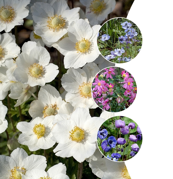 Anemone - Windflowers - Multiple Varieties from KG Kelly's Gardens Anemone - Windflowers - Multiple Varieties from KG Kelly's Gardens