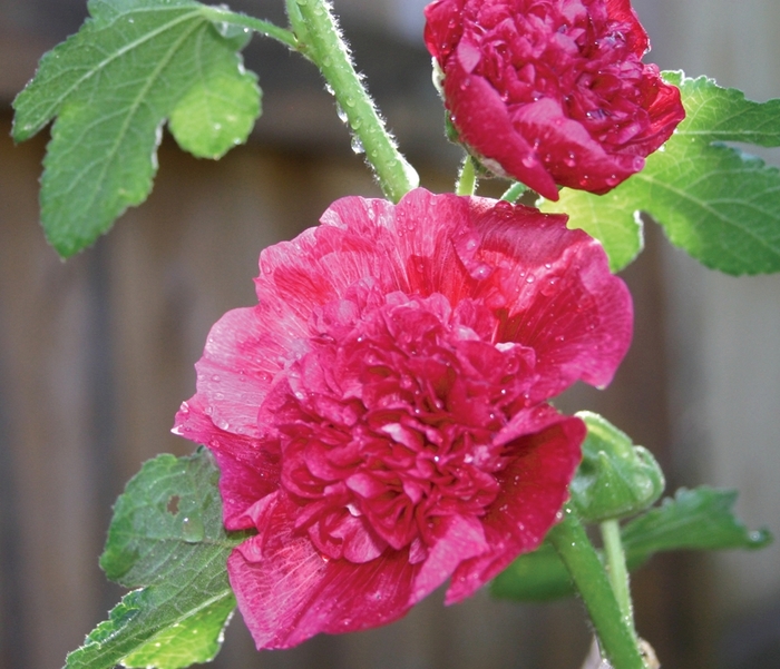 Hollhock - Alcea 'Chaters Double Mix' from KG Kelly's Gardens Hollhock - Alcea 'Chaters Double Mix' from KG Kelly's Gardens