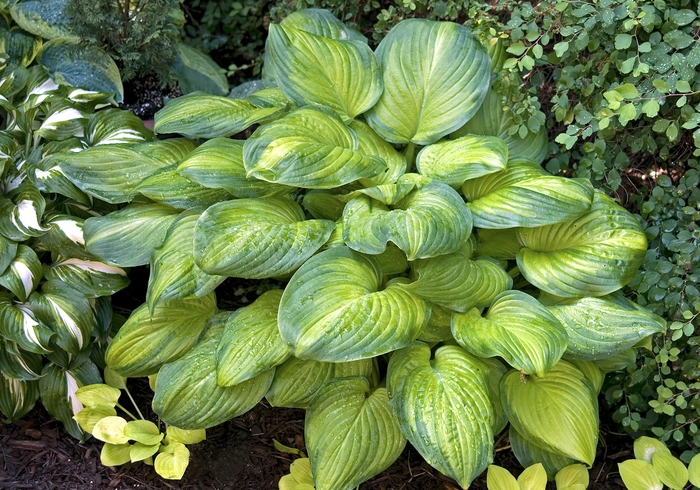 Hosta - Plantain Lily - Hosta 'Guacamole' from KG Kelly's Gardens