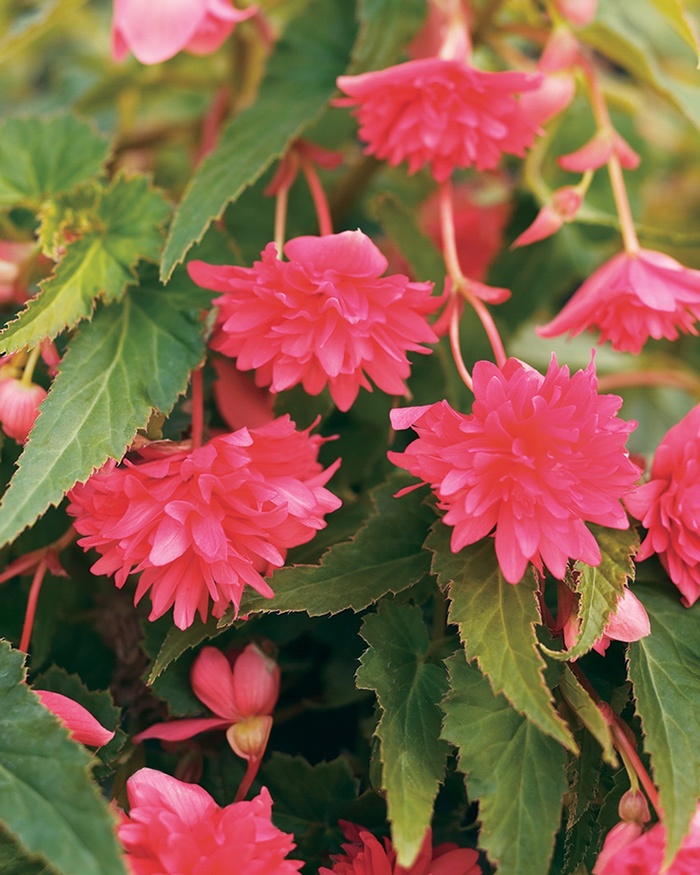 Bellagio™ Pink - Begonia 'Tuberous Begonia' from KG Kelly's Gardens Bellagio™ Pink - Begonia 'Tuberous Begonia' from KG Kelly's Gardens