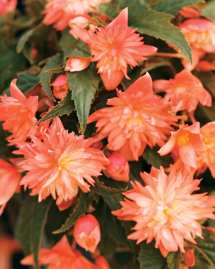 Bellagio™ Apricot - Begonia 'Tuberous Begonia' from KG Kelly's Gardens
