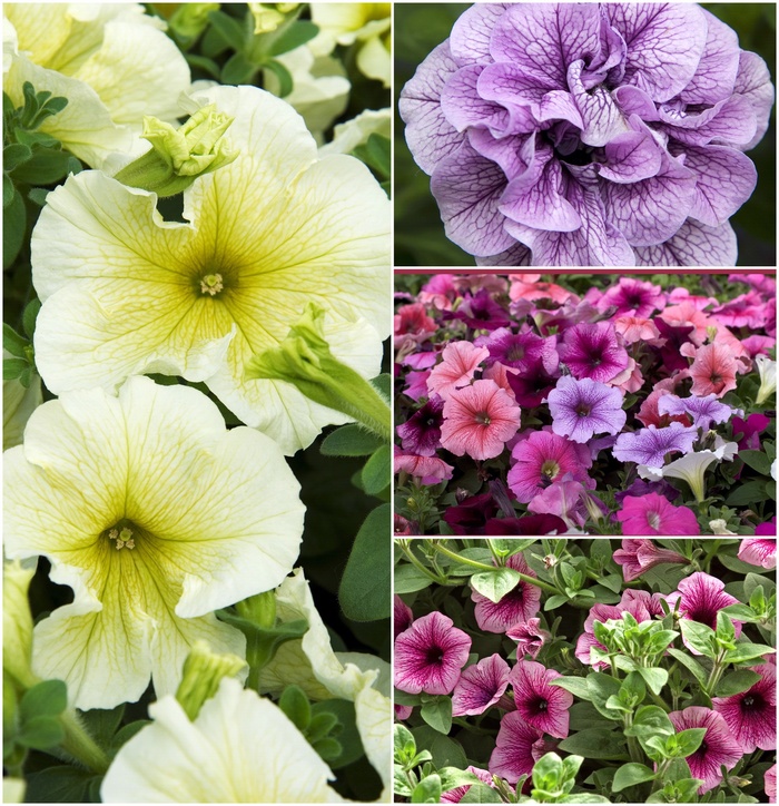 Petunia - Multiple Varieties from KG Kelly's Gardens Petunia - Multiple Varieties from KG Kelly's Gardens