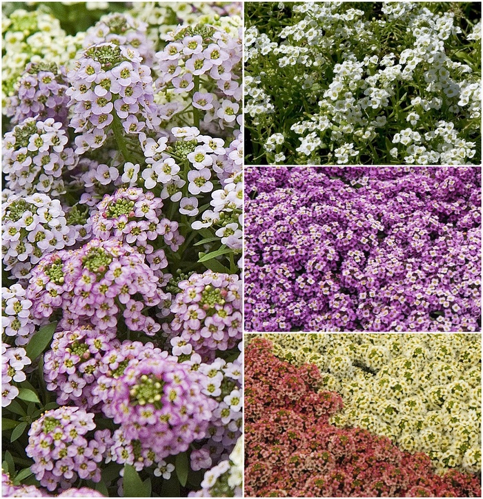 Alyssum - Multiple Varieties from KG Kelly's Gardens Alyssum - Multiple Varieties from KG Kelly's Gardens
