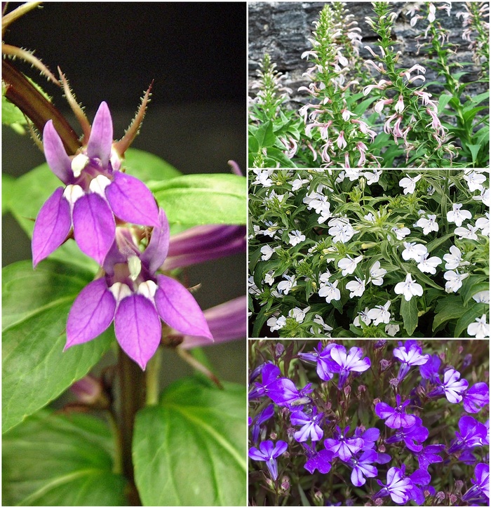 Lobelia - Multiple Varieties from KG Kelly's Gardens Lobelia - Multiple Varieties from KG Kelly's Gardens