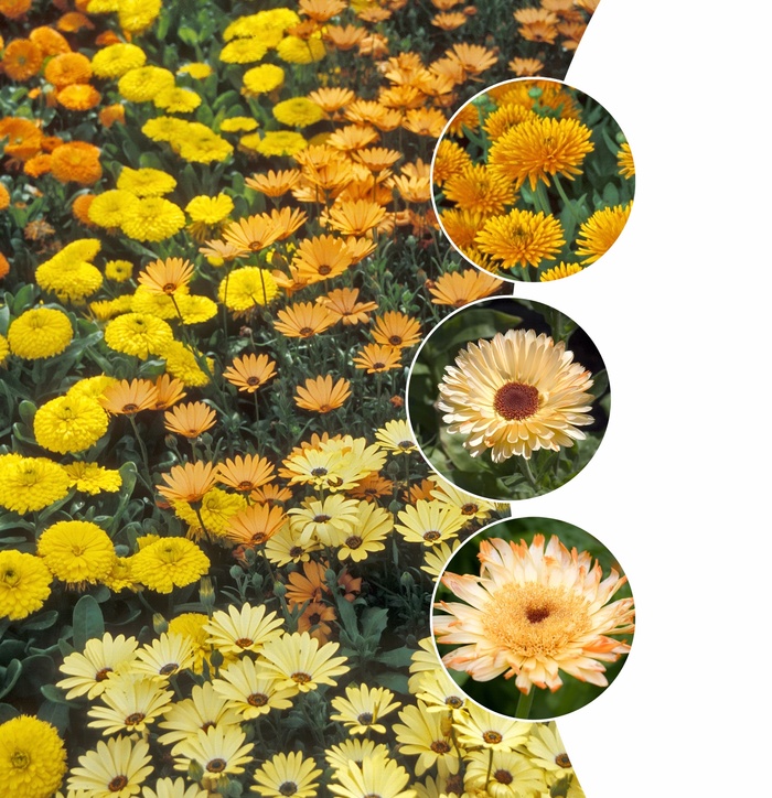 Multiple Varieties of Marigold - Marigolds Multiple Varieties from KG Kelly's Gardens Multiple Varieties of Marigold - Marigolds Multiple Varieties from KG Kelly's Gardens