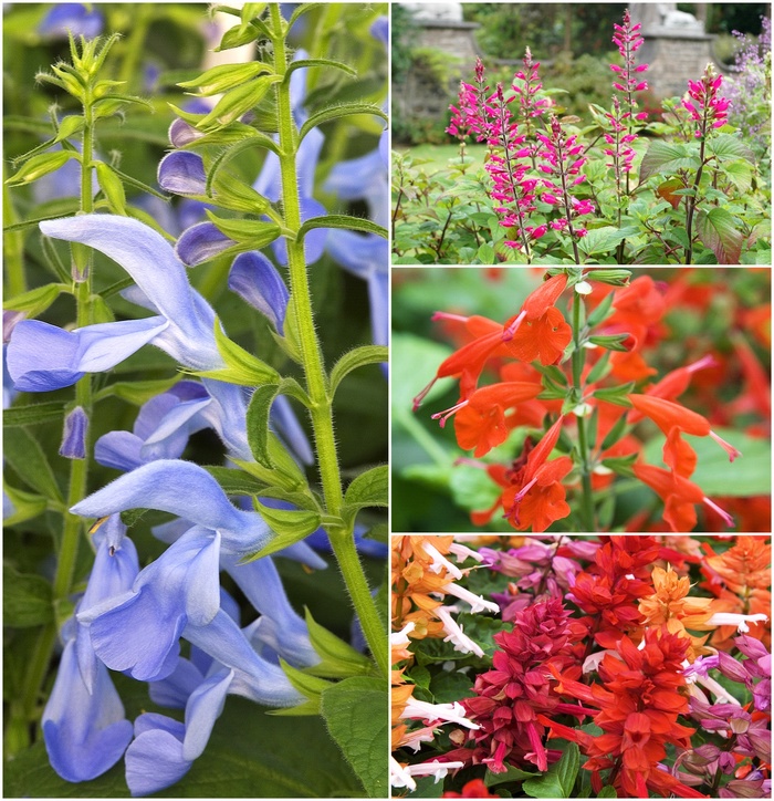 Salvia - Flowering Sage - Mulitple Varieties from KG Kelly's Gardens Salvia - Flowering Sage - Mulitple Varieties from KG Kelly's Gardens