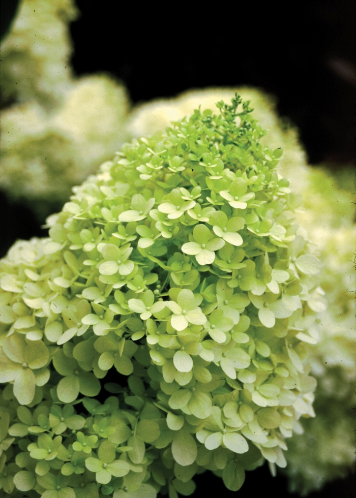 Limelight - Hardy Hydrangea from KG Kelly's Gardens Limelight - Hardy Hydrangea from KG Kelly's Gardens
