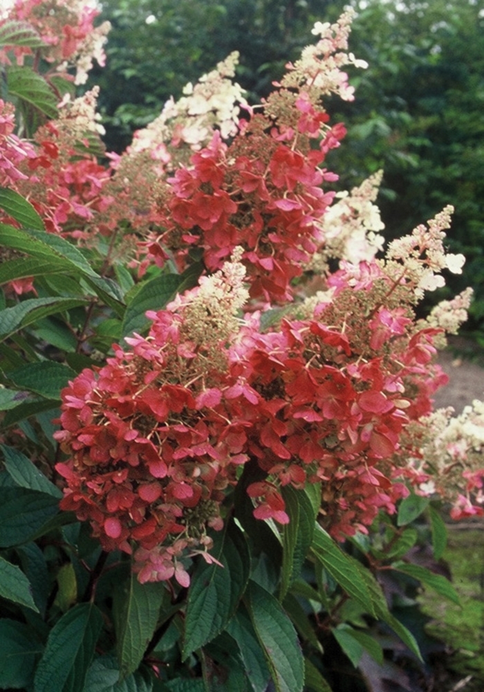 Hydrangea - Hydrangea paniculata 'Pinky Winky™ ' from KG Kelly's Gardens