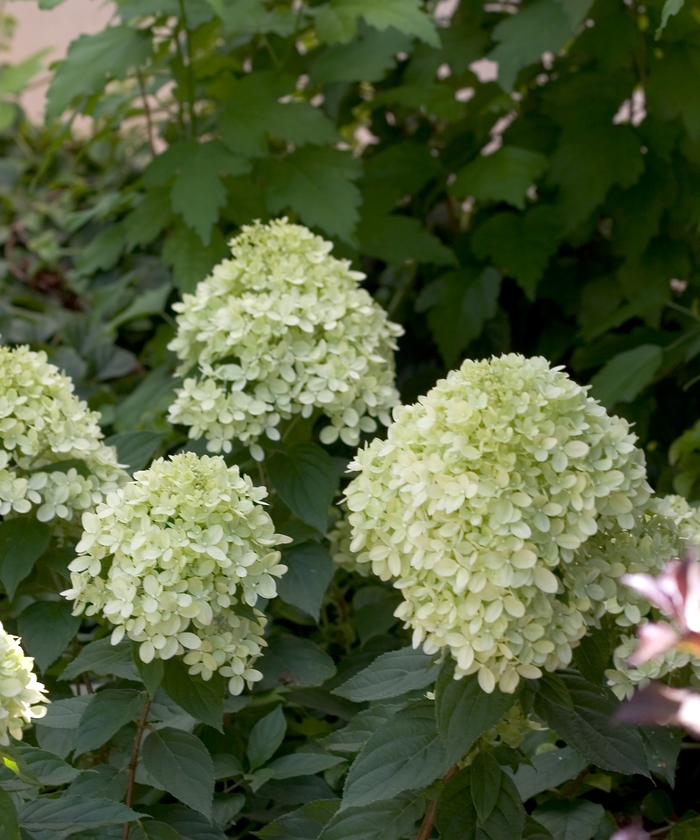 Little Lime™ Hydrangea - Hydrangea paniculata 'Little Lime™ ' from KG Kelly's Gardens Little Lime™ Hydrangea - Hydrangea paniculata 'Little Lime™ ' from KG Kelly's Gardens
