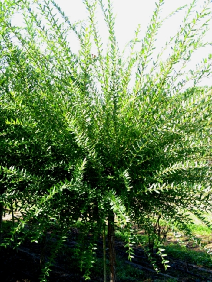 Dappled Willow - Salix integra 'Hakuro Nishiki' from KG Kelly's Gardens