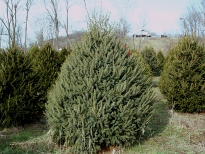 White Spruce - Picea glauca from KG Kelly's Gardens White Spruce - Picea glauca from KG Kelly's Gardens