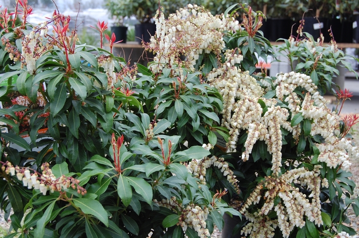 Mountain Fire Pieris - Pieris japonica ''Mountain Fire'' from KG Kelly's Gardens Mountain Fire Pieris - Pieris japonica ''Mountain Fire'' from KG Kelly's Gardens