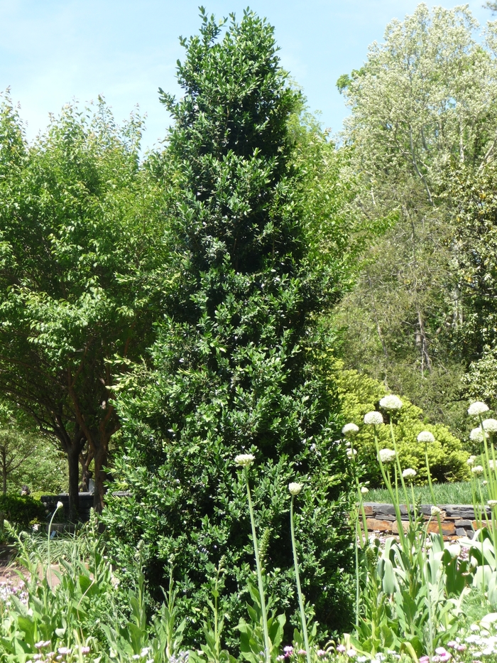 Green Mountain Boxwood - Buxus x 'Green Mountain' from KG Kelly's Gardens Green Mountain Boxwood - Buxus x 'Green Mountain' from KG Kelly's Gardens