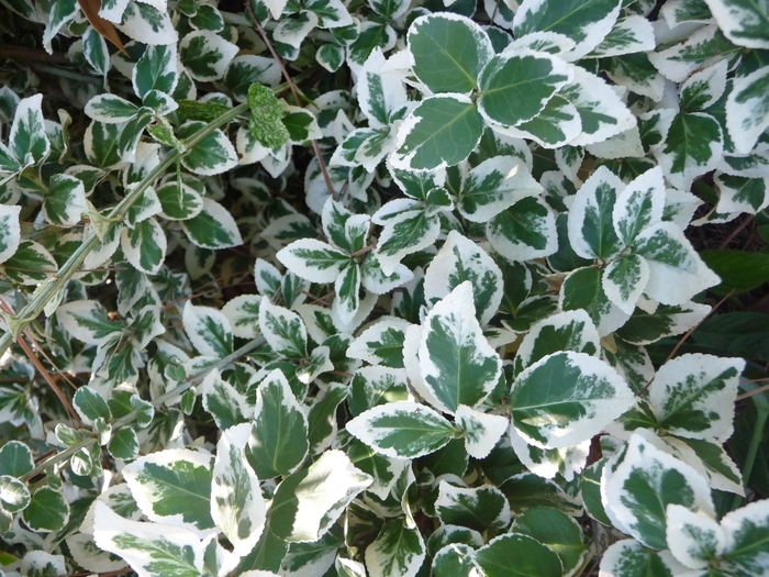 Emerald Gaiety Euonymus - Euonymus fortunei ''Emerald Gaiety'' from KG Kelly's Gardens