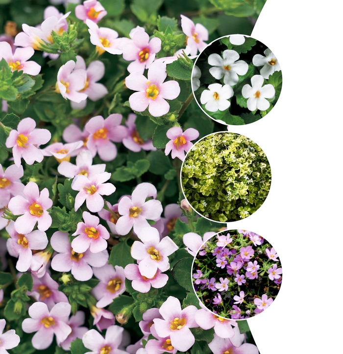 Bacopa - Multiple Varieties from KG Kelly's Gardens Bacopa - Multiple Varieties from KG Kelly's Gardens