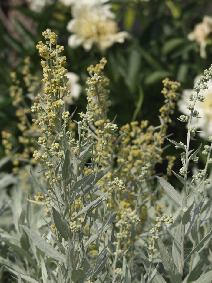 Louisiana Artemisia - Artemisia ludoviciana 'Valerie Finnis' from KG Kelly's Gardens Louisiana Artemisia - Artemisia ludoviciana 'Valerie Finnis' from KG Kelly's Gardens