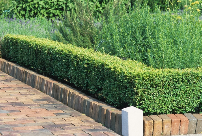 Boxwood - Buxus from KG Kelly's Gardens
