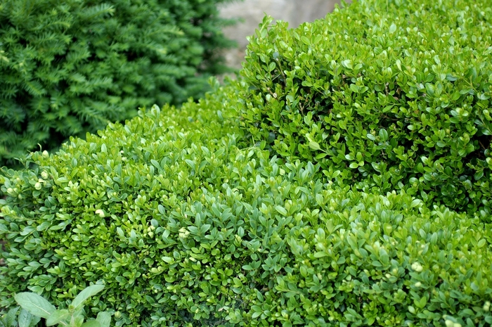 Green Gem Boxwood - Buxus x 'Green Gem' from KG Kelly's Gardens Green Gem Boxwood - Buxus x 'Green Gem' from KG Kelly's Gardens