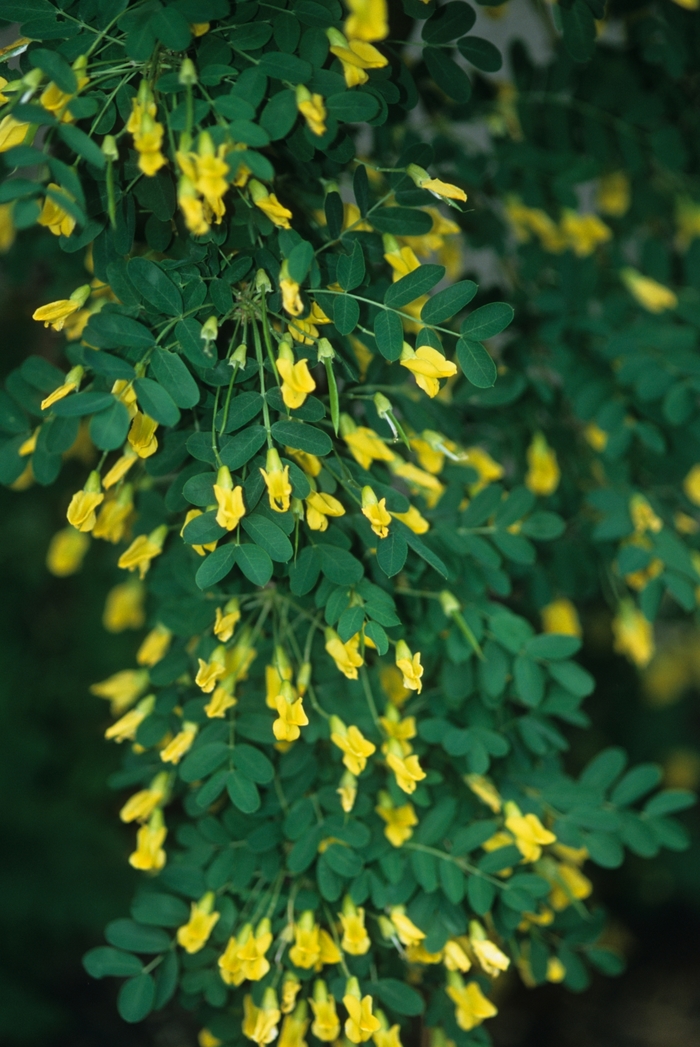 Weeping peashrub - Caragana arborescens pendula from KG Kelly's Gardens Weeping peashrub - Caragana arborescens pendula from KG Kelly's Gardens