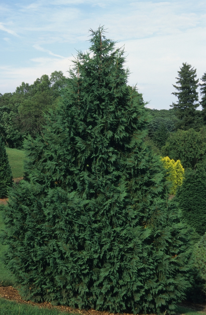Blue Nootkatensis False Cypress - Chamaecyparis nootkatensis 'Glauca' from KG Kelly's Gardens Blue Nootkatensis False Cypress - Chamaecyparis nootkatensis 'Glauca' from KG Kelly's Gardens