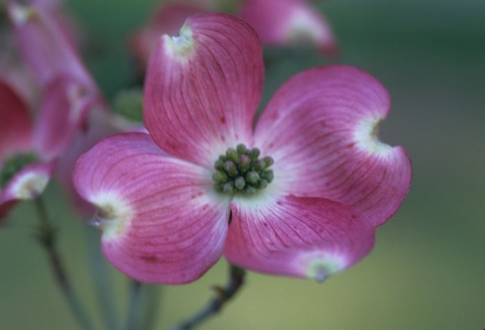 Flowering Dogwood - Cornus florida 'Cherokee Sunset™ ' from KG Kelly's Gardens Flowering Dogwood - Cornus florida 'Cherokee Sunset™ ' from KG Kelly's Gardens